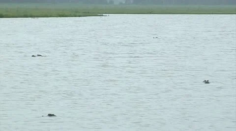 Alligators, 6 Alligators floating in North Florida Lake Stock Footage 11820135