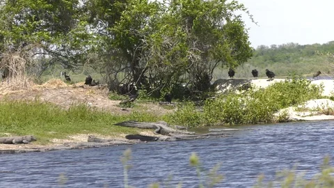 Alligators and Vultures Stock Footage 94265662