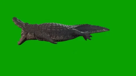 Alligators  Angry Scene-3D Rendering Animation on Green Screen Stock Footage 307893183