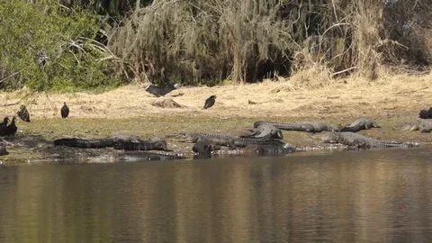 Alligators on beach Stock Footage 94279393