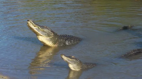 Alligators bellowing Stock Footage 98214574