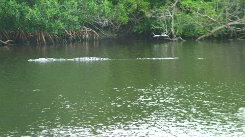 Alligators at the Boat Ramp Stock Footage 768803