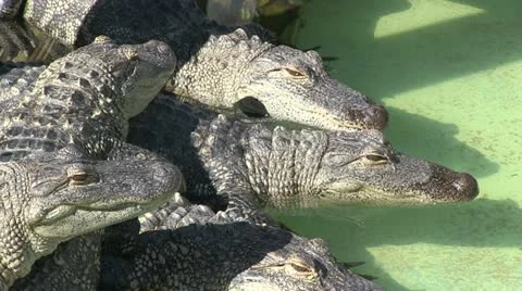 Alligators in captivity Stock Footage 12382351