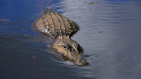 ALLIGATORS CLOSE UP ON POND Stock Footage 230282114