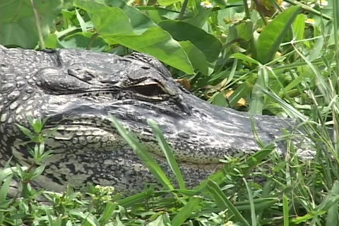 Alligators &amp; Crocodiles Stock Footage 98263376