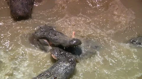 Alligators eat 1 Stock Footage 10913000