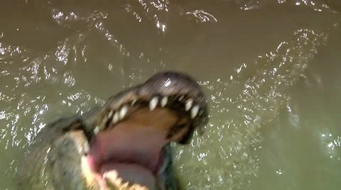 Alligators eat 2 Stock Footage 10912986