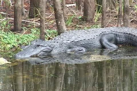 Alligators Everglades Stock-Footage 12627966