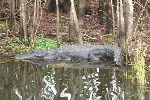 Alligators Everglades Stock Footage 12627975