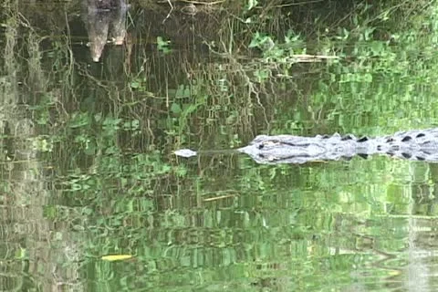 Alligators Everglades Stock Footage 12627996