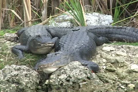 Alligators Everglades Stock Footage 12628021