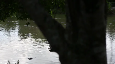 Alligators in Everglades Lake Stock Footage 26747848