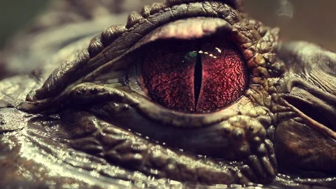Alligator's eye. Close-up of a live alligator's eye. crocodile, caiman. Dinosaur Stockbeeldmateriaal 98052590