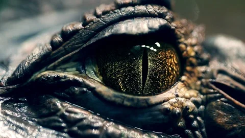 Alligator's eye. Close-up of a live alligator's eye. crocodile, caiman. Dinosaur Stockbeeldmateriaal 101201357