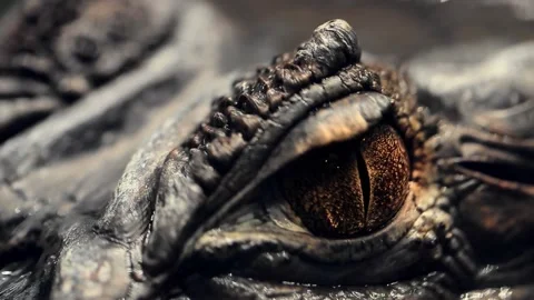 Alligators eye close up of a live alligators eye crocodile caiman dinosaur Stock Footage 237508534