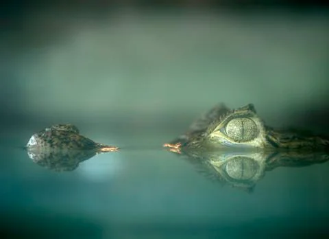 ALLIGATORS EYE REFLECTED IN WATER Stock Photos