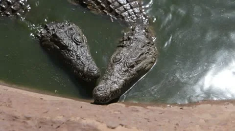 Alligators Fighting Vídeos de archivo 10317928