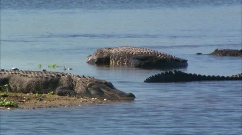 Alligators Stock Footage 32420837