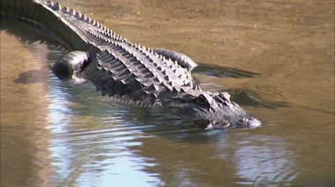 Alligators Stock Footage 32421324