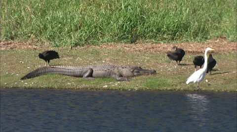 Alligators Stock Footage 32421341