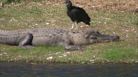 Alligators Stock Footage 32421349