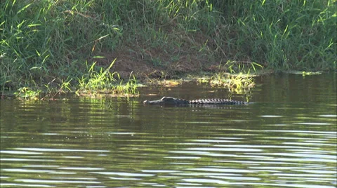 Alligators Stock Footage 32421660