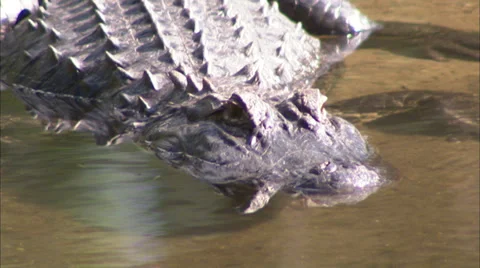 Alligators Stock Footage 32421700
