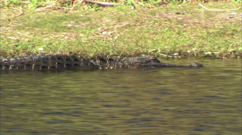 Alligators Stock Footage 32421775