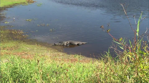 Alligators Stock Footage 32421777