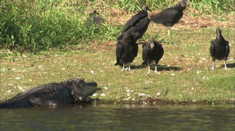 Alligators Stock Footage 32421798