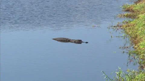 Alligators Stock Footage 32421816