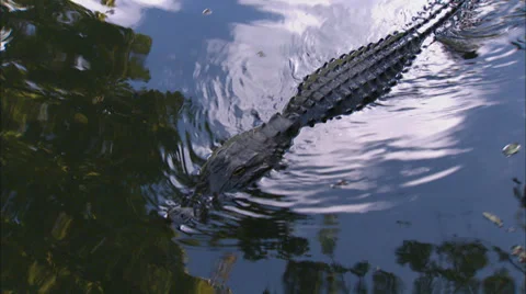 Alligators Stock Footage 32421846