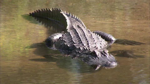 Alligators Stock Footage 32421864