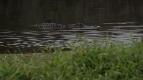 Alligators Stock Footage 102394311