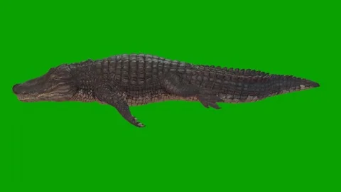 Alligators Green Screen Swimming Left 3D Rendering Animation On Green Screen Stock Footage 307192801