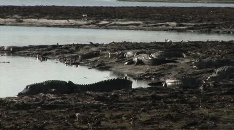 Alligators, GROUP OF VERY LARGE ALLIGATORS SUNNING ON LAND Stock Footage 21258427