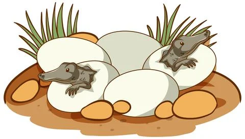 Alligators hatching from eggs Stock Illustration