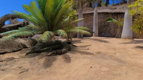 Alligators hiding under the palm trees in hot sunny day. Stock Footage 128133379