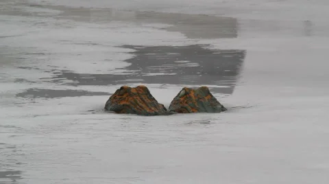Alligators in the Ice Video stock 1040410