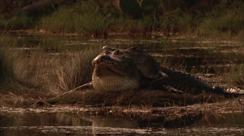Alligators, jumps into water,splash Stock Footage 25508648
