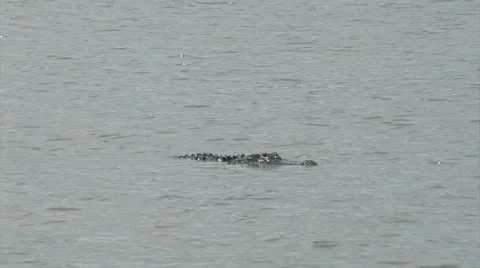 Alligators, Large alligator inflate challenges and moves towards camera Stock Footage 11810120