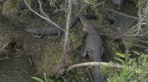 Alligators Laying Around Stock Footage 10723173