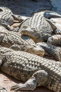 Alligators lying in the sun Stock Photos