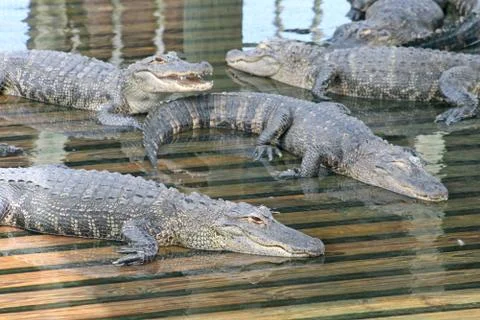 Alligators Stock Photos
