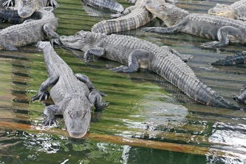 Alligators Stock Photos