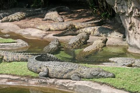 Alligators Stock Photos