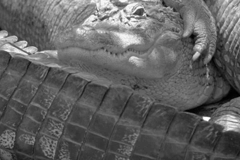 Alligators rest together Stock Photos