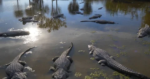 Alligators Resting in Swamp, Close Up Florida Everglades Stock Footage 105374975
