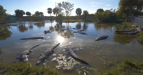 Alligators Resting in Swamp, Close Up Florida Everglades 動画素材 105375008