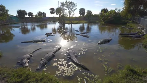 Alligators resting in swamp close up florida everglades Stock Footage 237508535